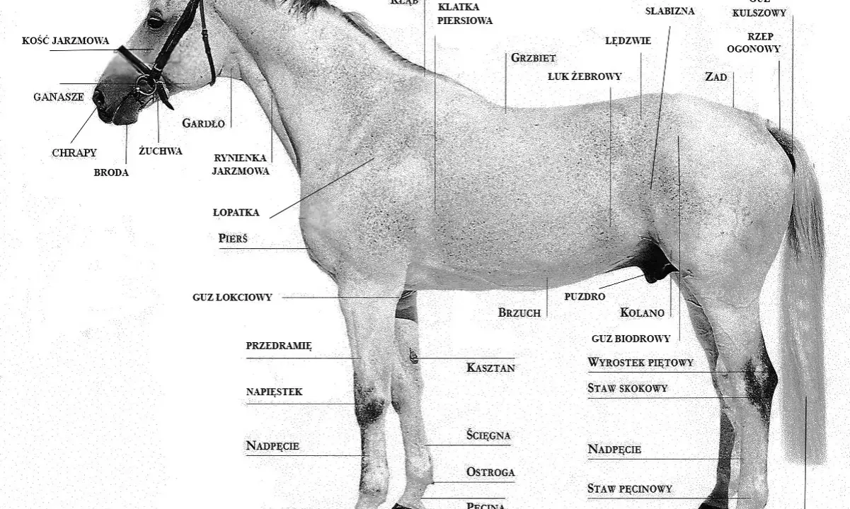 Anatomia konia: zaznaczone ganasze, grzywka, grzbiet, zad i inne części ciała.