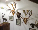 Muzeum Łowiectwa i Jeździectwa Warszawa: Darmowy piątek, co zwiedzić?