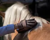 Ręka w skórzanej rękawicy szczotkuje gęstą, jasną grzywę konia, przygotowując go do jazdy.