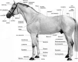 Anatomia konia: grzywa, łopatka, pierś, brzuch, kasztan na nodze, kopyto, ogon.