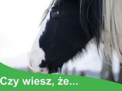 Czy wiesz, że niektóre rośliny trujące dla koni mogą stanowić zagrożenie? Dbaj o bezpieczeństwo swojego konia.