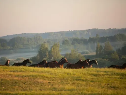 Stadnina Koni Nad Wigrami: Noclegi, Konie, Spokój. Odkryj!