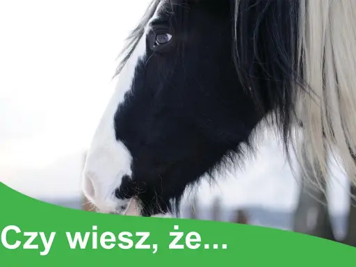 Czy wiesz, że niektóre rośliny trujące dla koni mogą stanowić zagrożenie? Dbaj o bezpieczeństwo swojego konia.