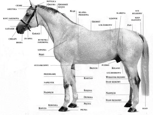 Jak wygląda koń? Anatomia, maści, odmiany i sekrety wzroku.