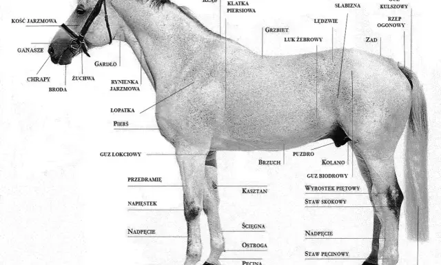 Anatomia konia: grzywa, łopatka, pierś, brzuch, kasztan na nodze, kopyto, ogon.